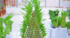 麻章农业对外合作交流试验区以沃土为证，以全民为媒，展开放之姿