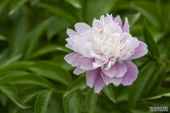 浙江海宁市花卉特色产业创新引领 打造效益农业新标杆