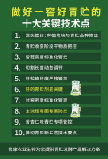 避开青贮坑！十大关键技术，帮牧场做出高品质玉米青贮
